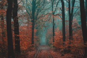 Осенний туманный лес