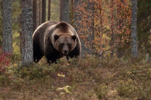 Медведь осенью в лесу