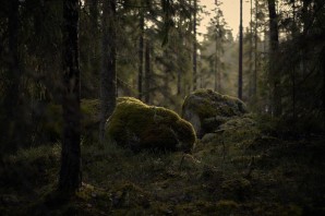 Лес с камнем