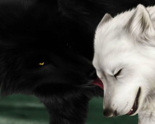 Черный и белый волк арт