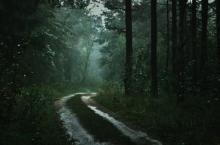 Напоенный дождями лес