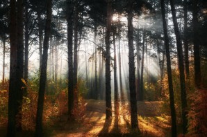 Утренний осенний лес