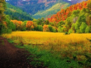 Осенний лес перед поляной