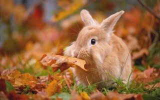 Заяц осенью в лесу