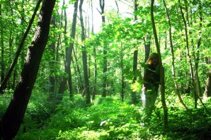 Уголок природы в лесу