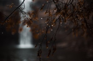 Дождливая осень в лесу