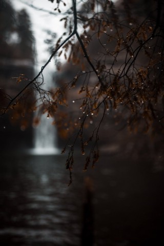 Дождливая осень в лесу