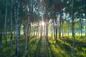 Красивые русские леса
