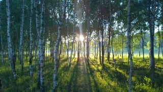 Красивые русские леса