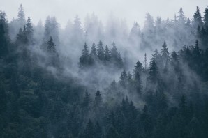 Туманный лес горы