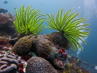 Растения тихого океана