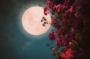 Цвет луны