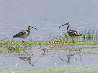 Птица кроншнеп поделка