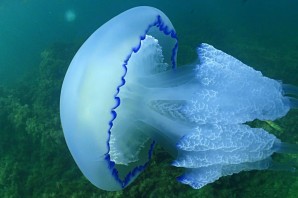 Ядовитые медузы черного моря
