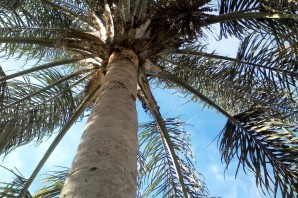 Ствол пальмы