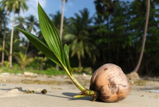 Семена кокосовой пальмы