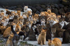 Остров кошек япония