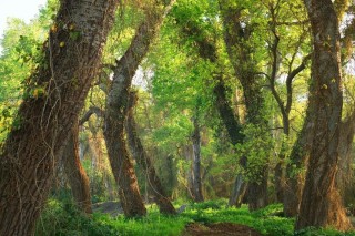 Субтропические леса россии