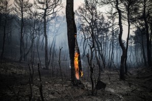Обгоревший лес