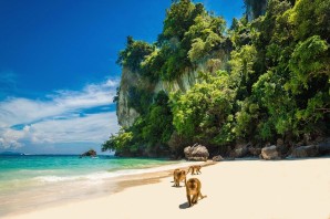 Таиланд остров обезьян