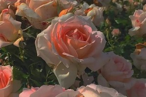 Розовый цветочек
