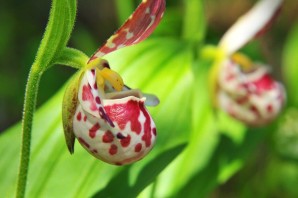 Цветок кукушкин башмачок