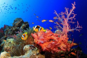 Красное море подводный мир