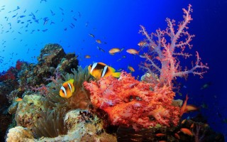 Красное море подводный мир