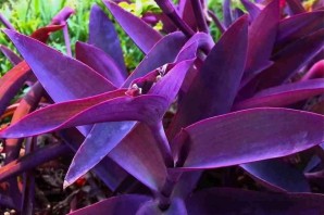 Цветок домашний с фиолетовыми листьями