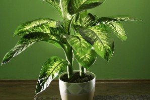 Диффенбахия цветок