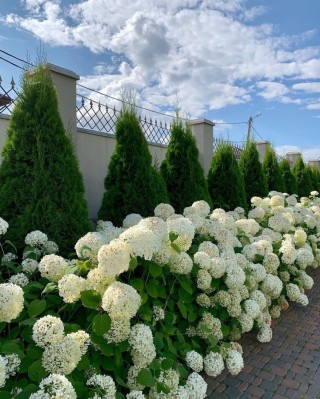 Гортензия и туя рядом