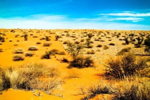 Растительный мир пустынь и полупустынь