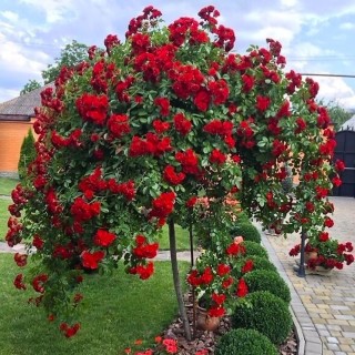 Роза флорентина на штамбе