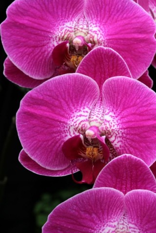 Сангрия орхидея