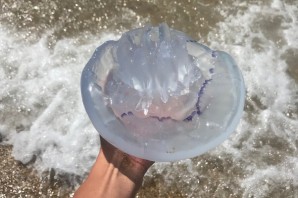 Коричневые медузы в черном море