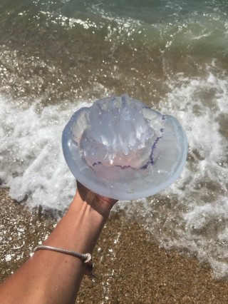 Коричневые медузы в черном море
