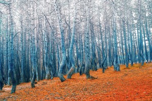 Танцующий лес зимой