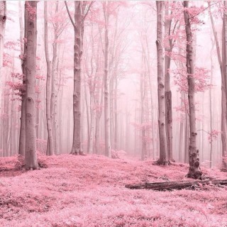 Розово серебристый лес
