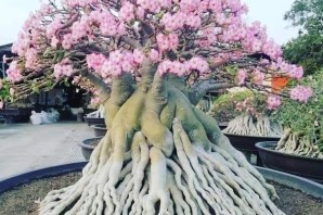 Необычные цветущие деревья