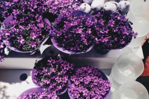 Фиолетовые маленькие цветочки