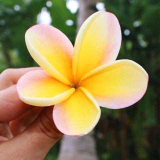 Цветение манго