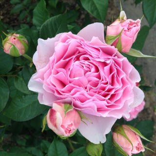 Гартентрауме роза