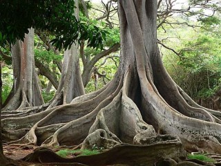 Гигантское тропическое дерево с очень толстым стволом