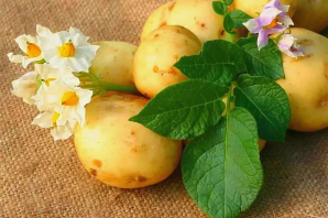 Цветущая картофелина