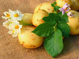 Цветущая картофелина