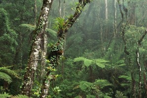 Растения переменно влажных лесов