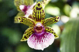 Тигровая орхидея