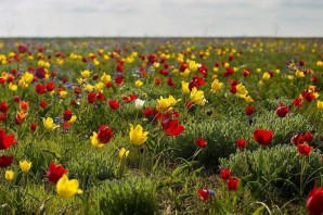 Дикие тюльпаны в ростовской области