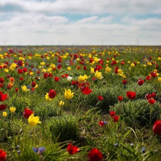 Дикие тюльпаны в ростовской области
