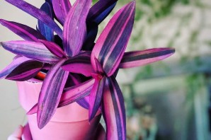Фиолетовые комнатные цветы